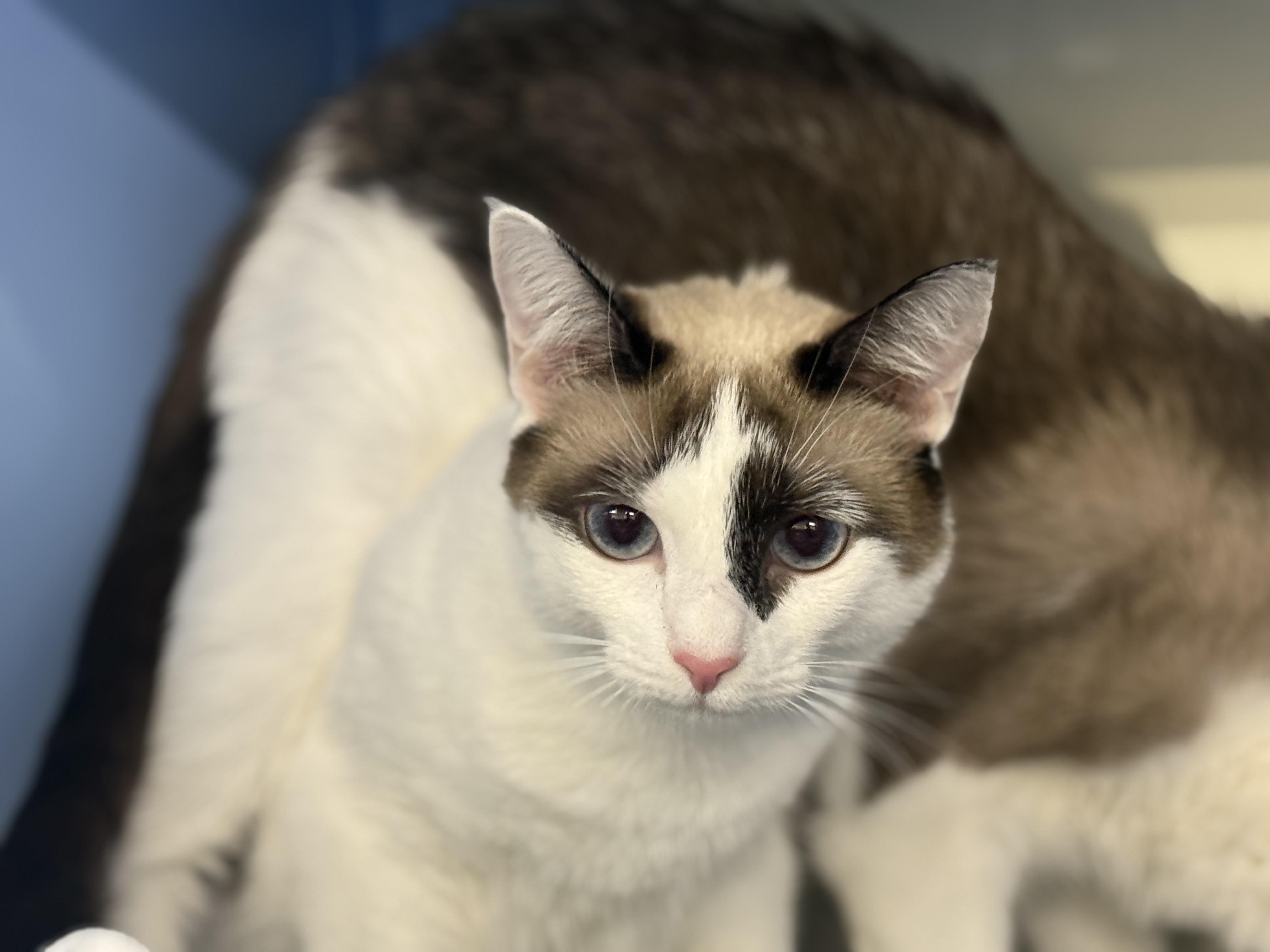 Enlarge Penne, an adopted Siamese in Lauderhill, FL image 3/5