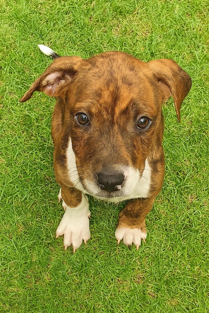 Enlarge Luna, a Adoptable mixed breed in Carrollton, VA image 1/1