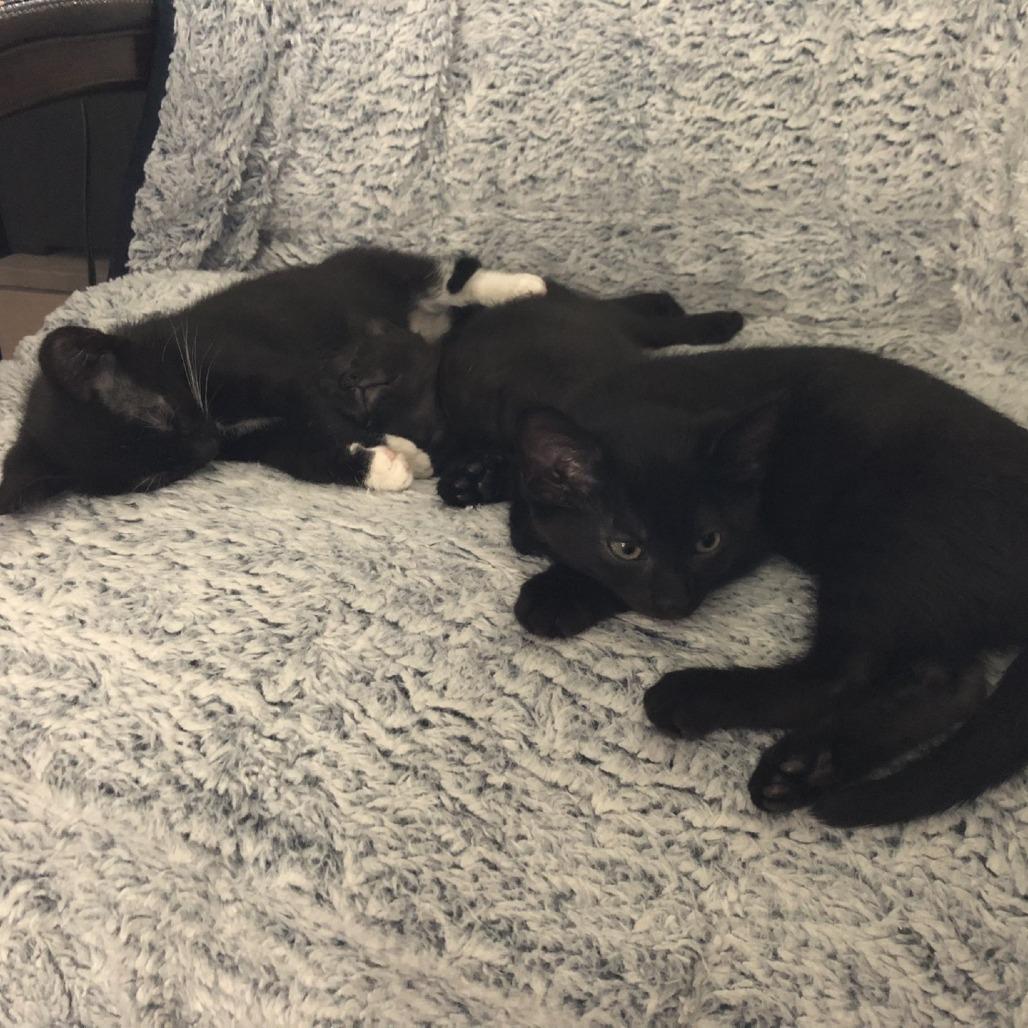 Simone, Adoptable, Kitten Female Domestic Short Hair.