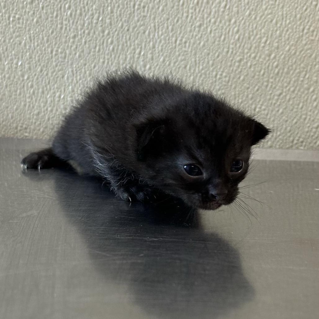 Enlarge Simone, a Adoptable Domestic Short Hair in Saskatoon, SK image 2/5