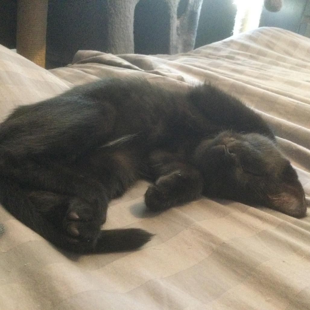 Enlarge Simone, a Adoptable Domestic Short Hair in Saskatoon, SK image 3/5