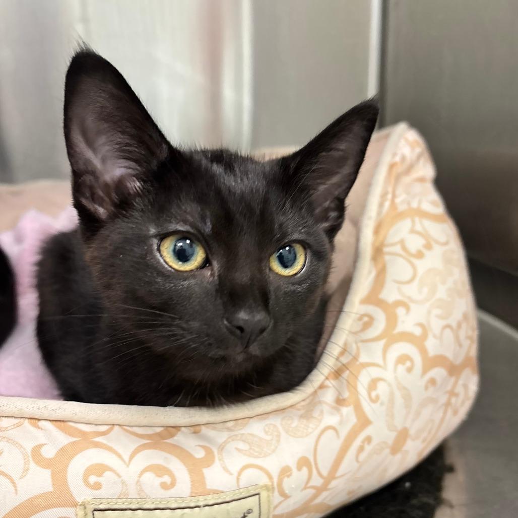 Enlarge Simone, a Adoptable Domestic Short Hair in Saskatoon, SK image 4/5