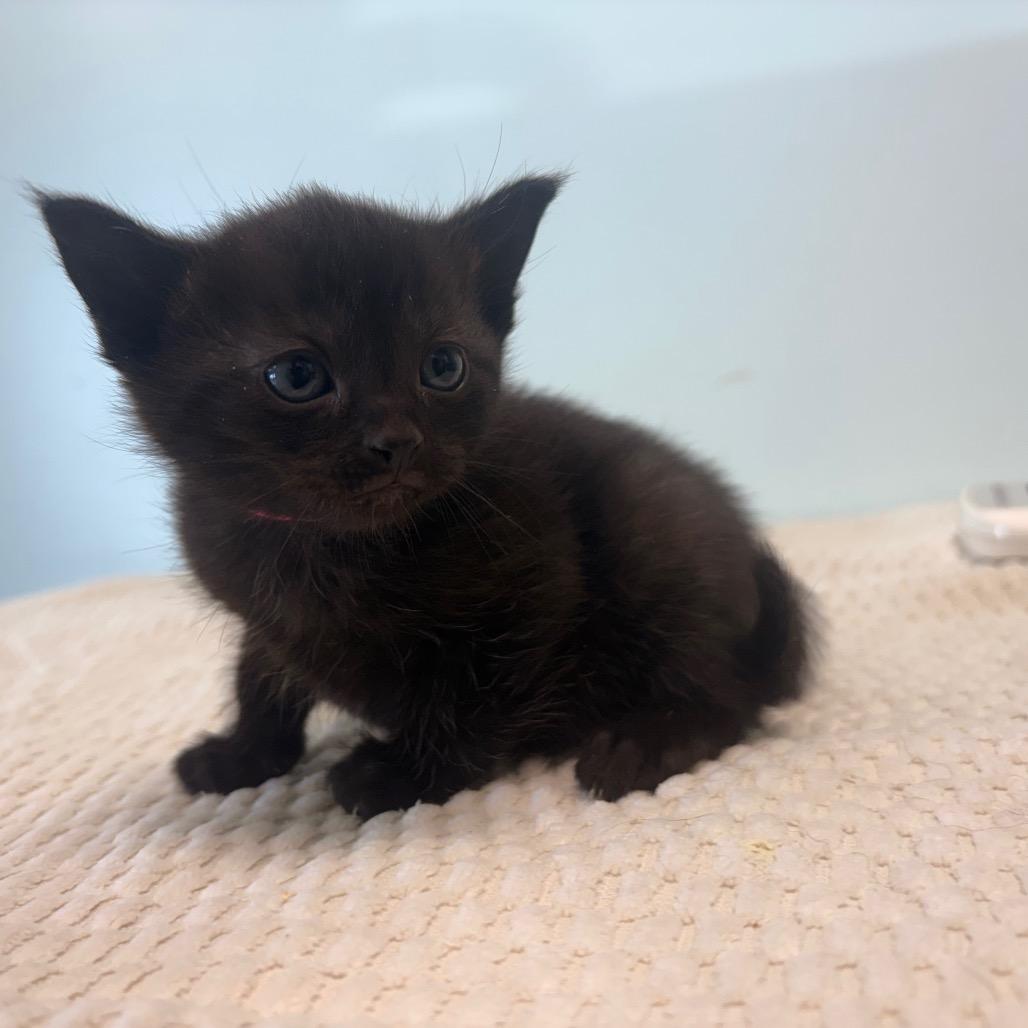 Enlarge Simone, a Adoptable Domestic Short Hair in Saskatoon, SK image 5/5