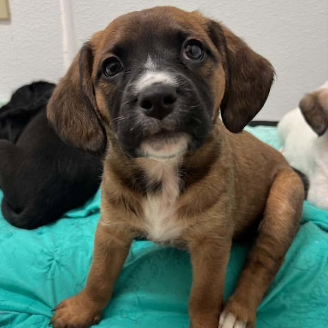 Plumette, a Adoptable mixed breed in Nanuet, NY image 2/6