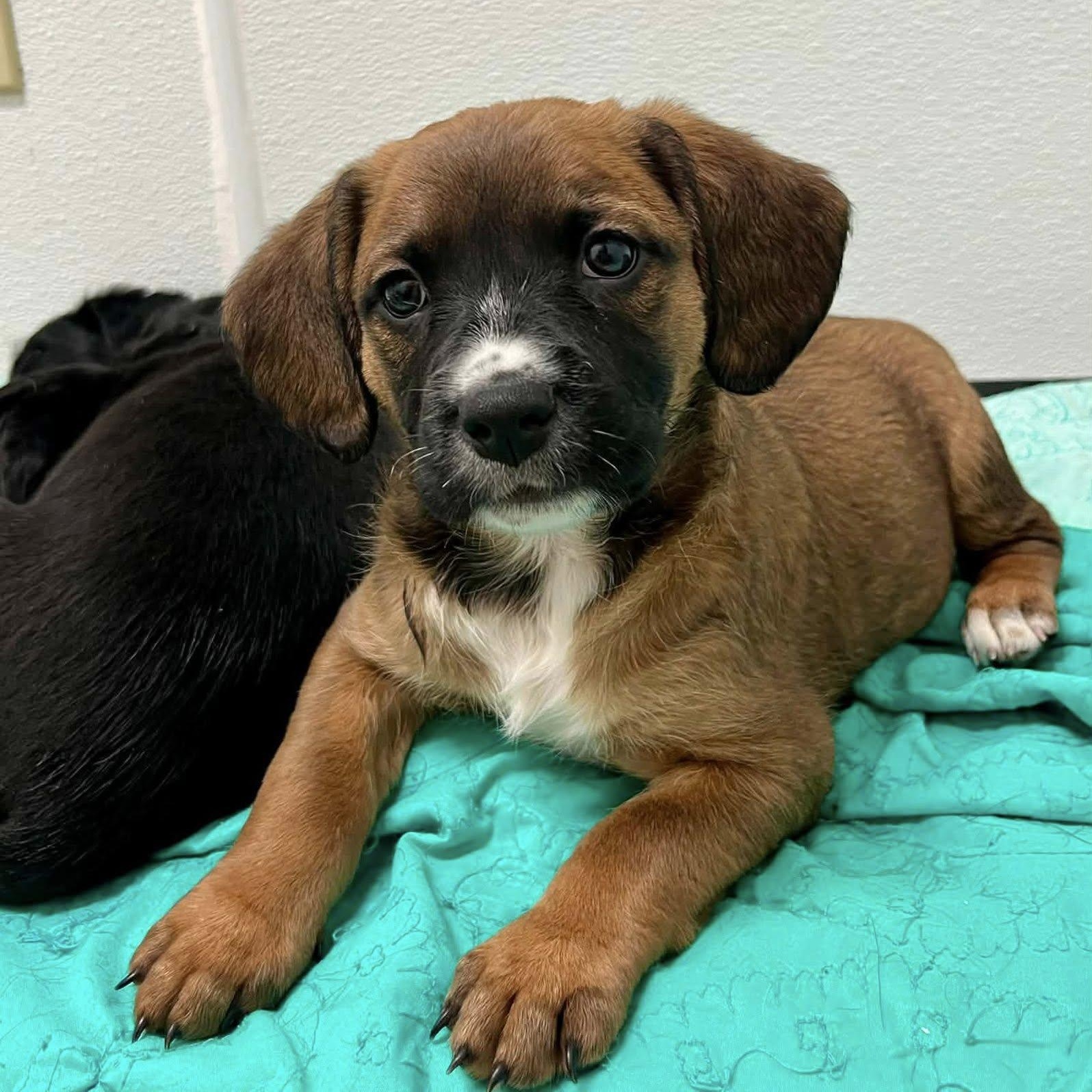 Plumette, a Adoptable mixed breed in Nanuet, NY image 1/6