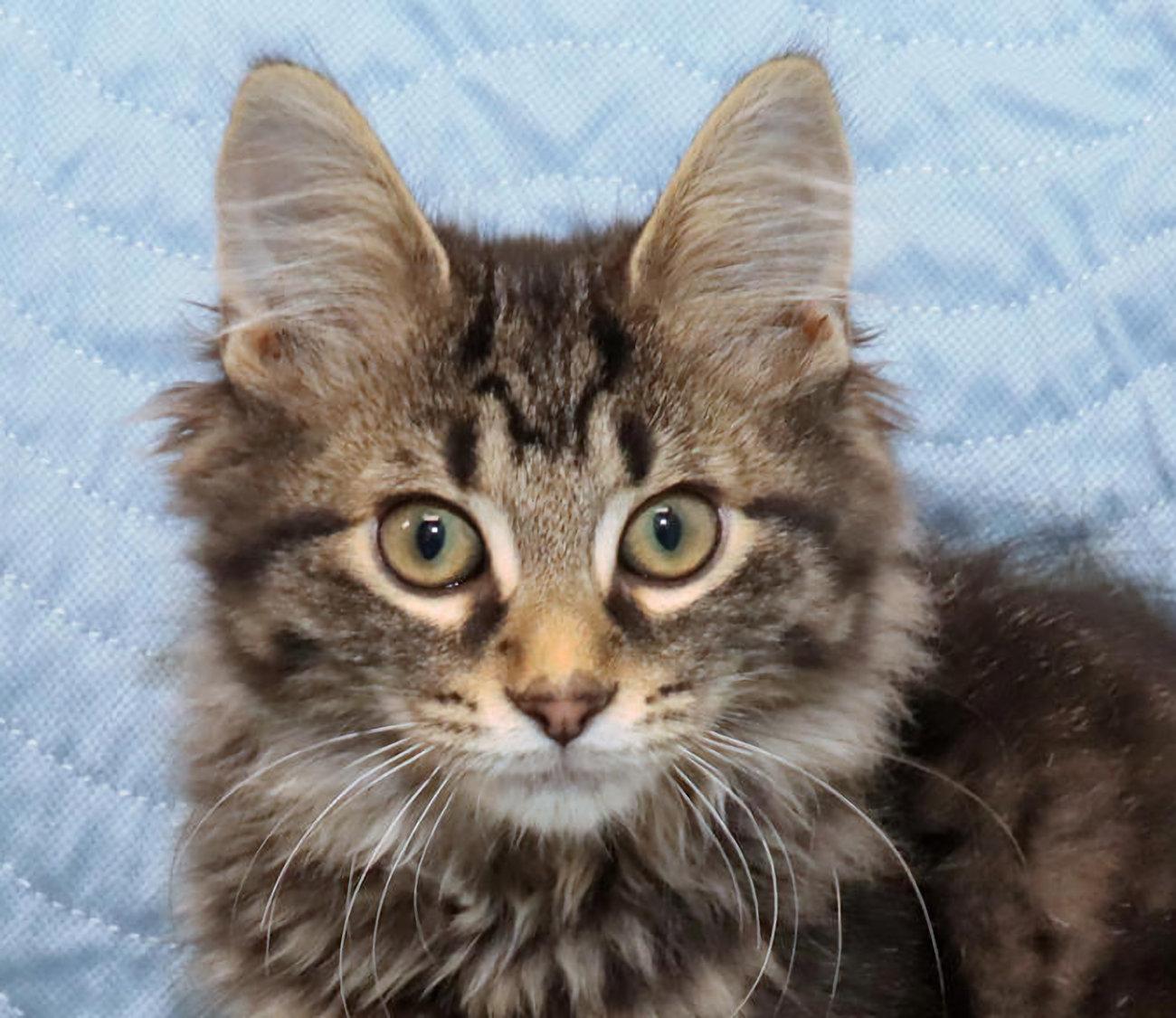 Dante, an adopted Tabby in Euclid, OH image 1/6