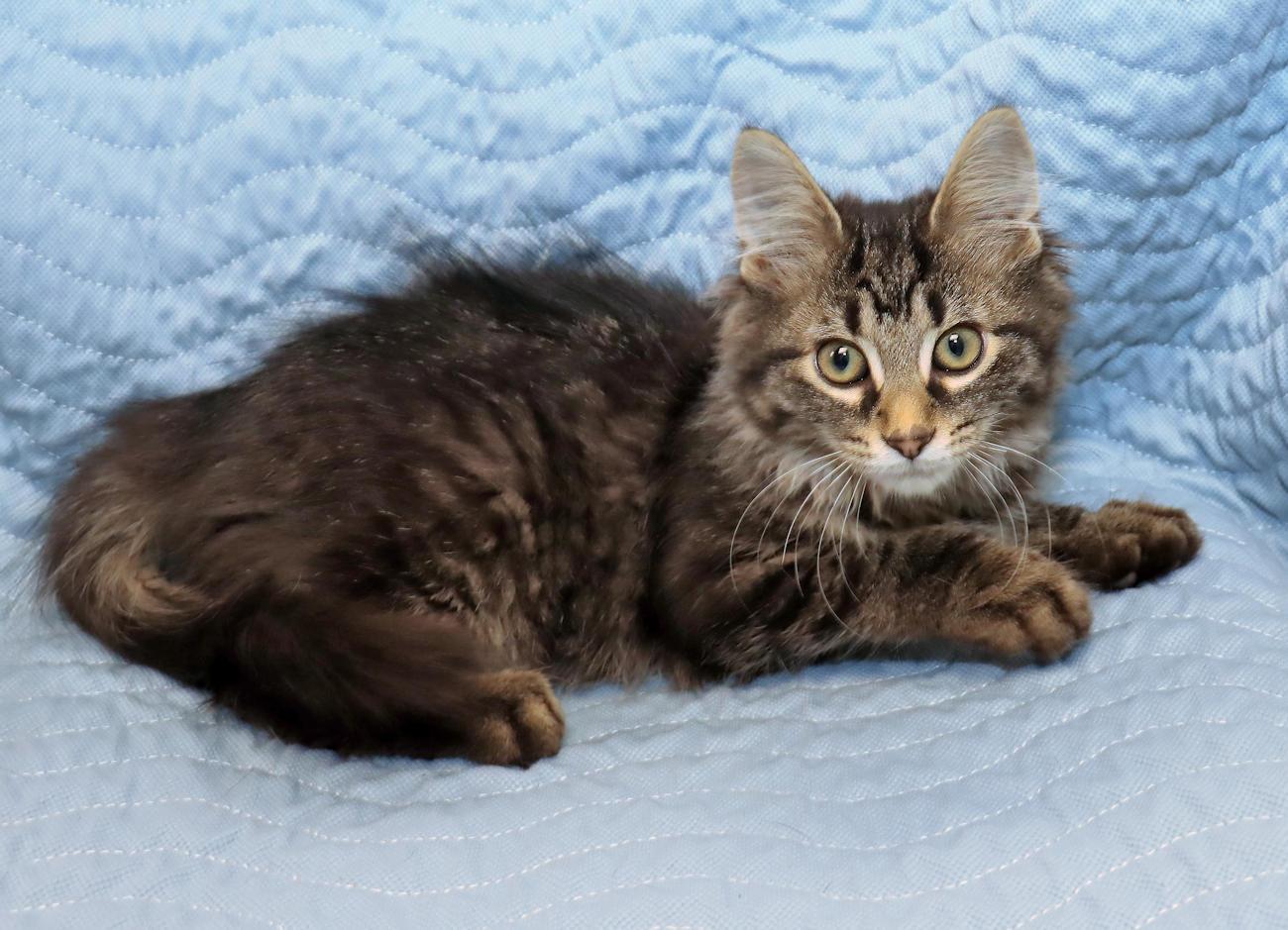 Dante, an adopted Tabby in Euclid, OH image 4/6