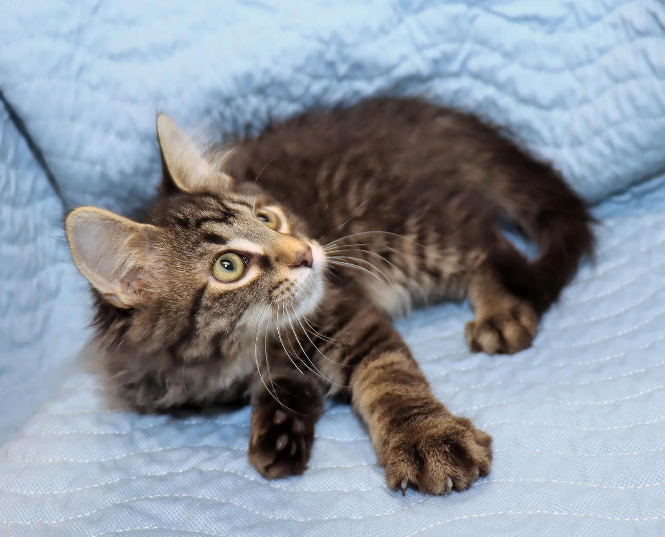 Dante, an adopted Tabby in Euclid, OH image 5/6