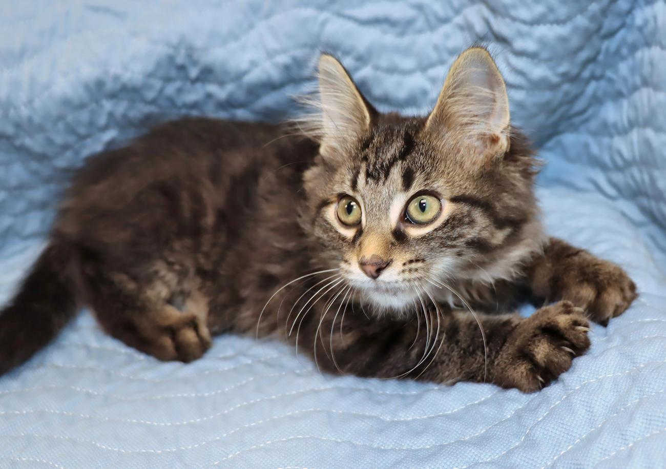 Dante, an adopted Tabby in Euclid, OH image 6/6