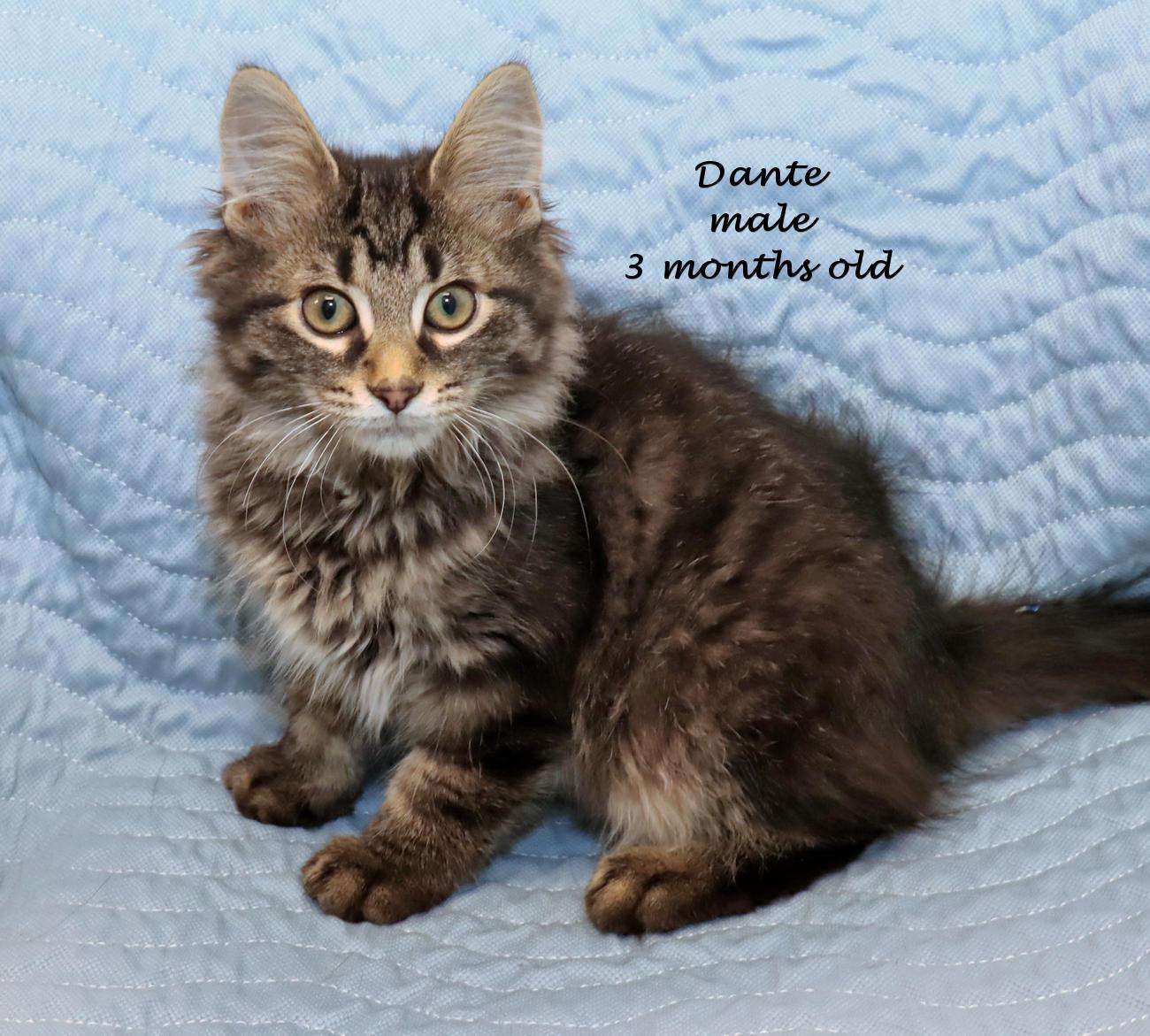 Dante, an adopted Tabby in Euclid, OH image 2/6