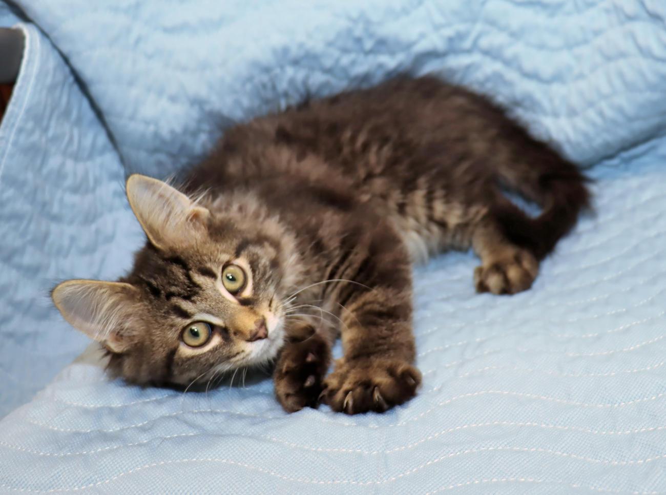 Dante, an adopted Tabby in Euclid, OH image 3/6