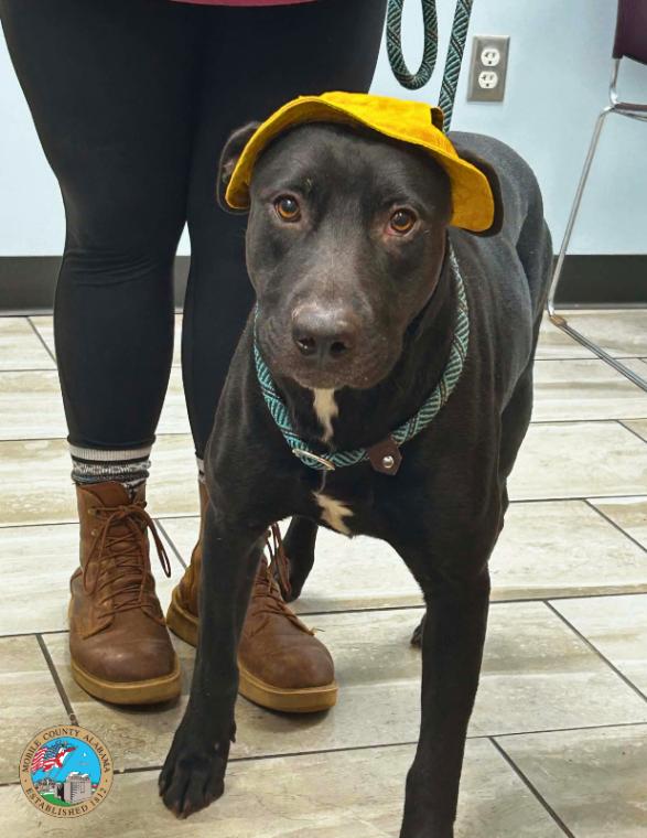 Coolio, Adoptable, Adult Male Mixed Breed.