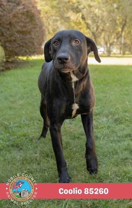Enlarge Coolio, a Adoptable Mixed Breed in Mobile, AL image 2/3