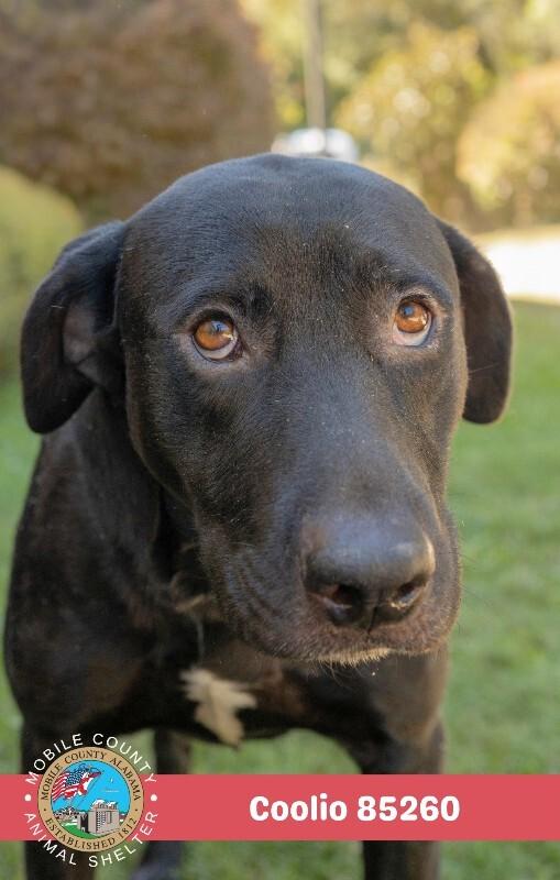 Enlarge Coolio, a Adoptable Mixed Breed in Mobile, AL image 3/3