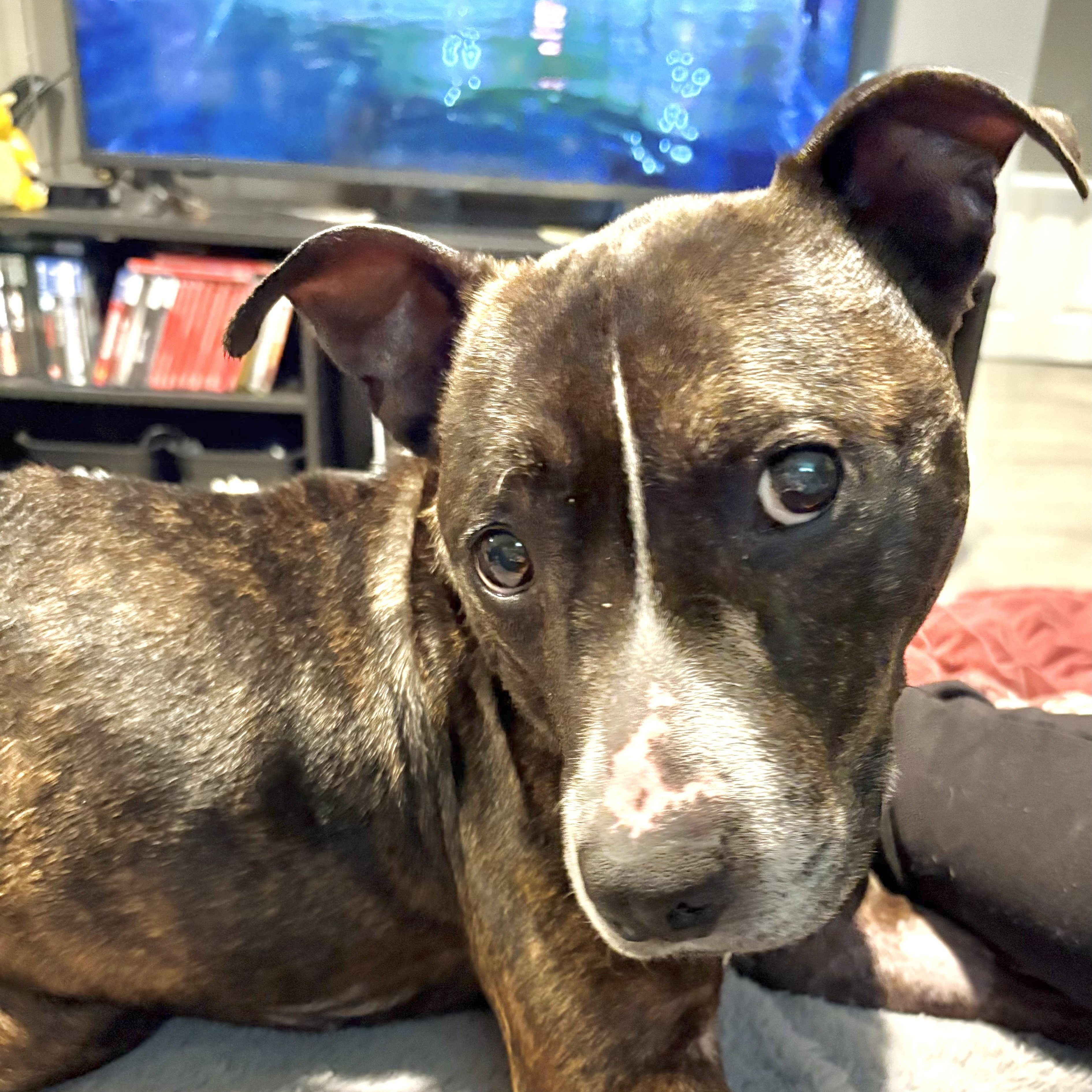 Beau