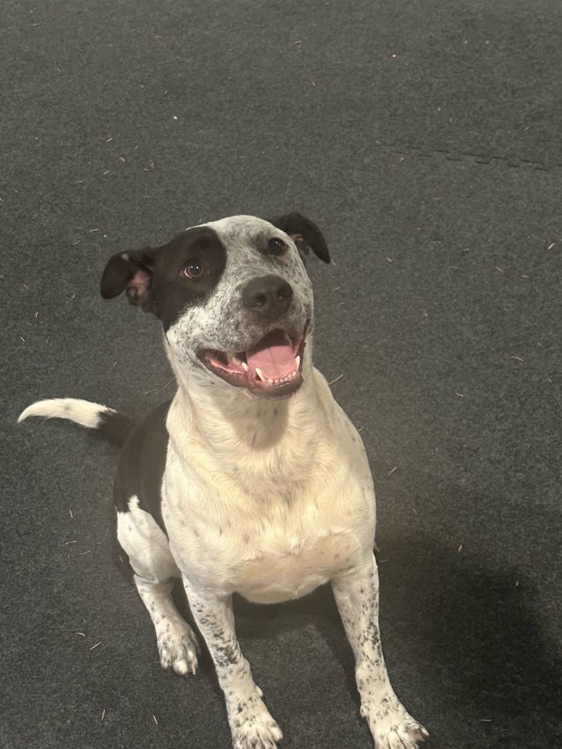 Freki (fray-kee), Adoptable, Young Male Cattle Dog & Labrador Retriever.