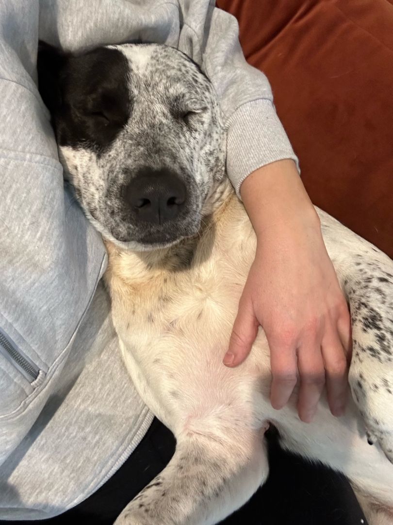 Freki (fray-kee), a Adoptable mixed breed image 2/6