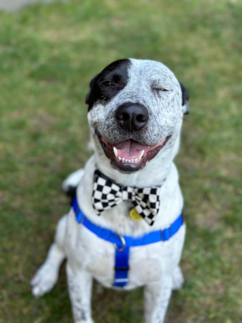 Freki (fray-kee), a Adoptable mixed breed image 3/6