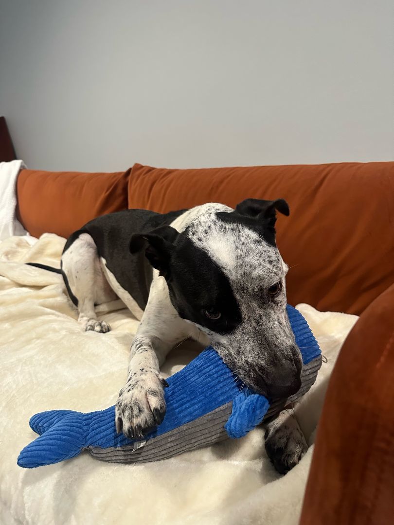 Freki (fray-kee), a Adoptable mixed breed image 4/6