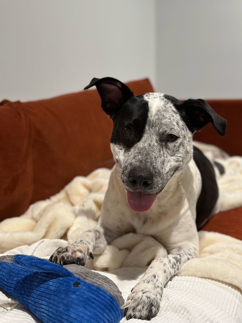 Freki (fray-kee), a Adoptable mixed breed image 5/6