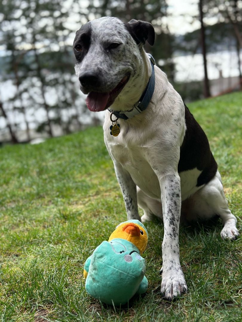 Freki (fray-kee), a Adoptable mixed breed image 6/6