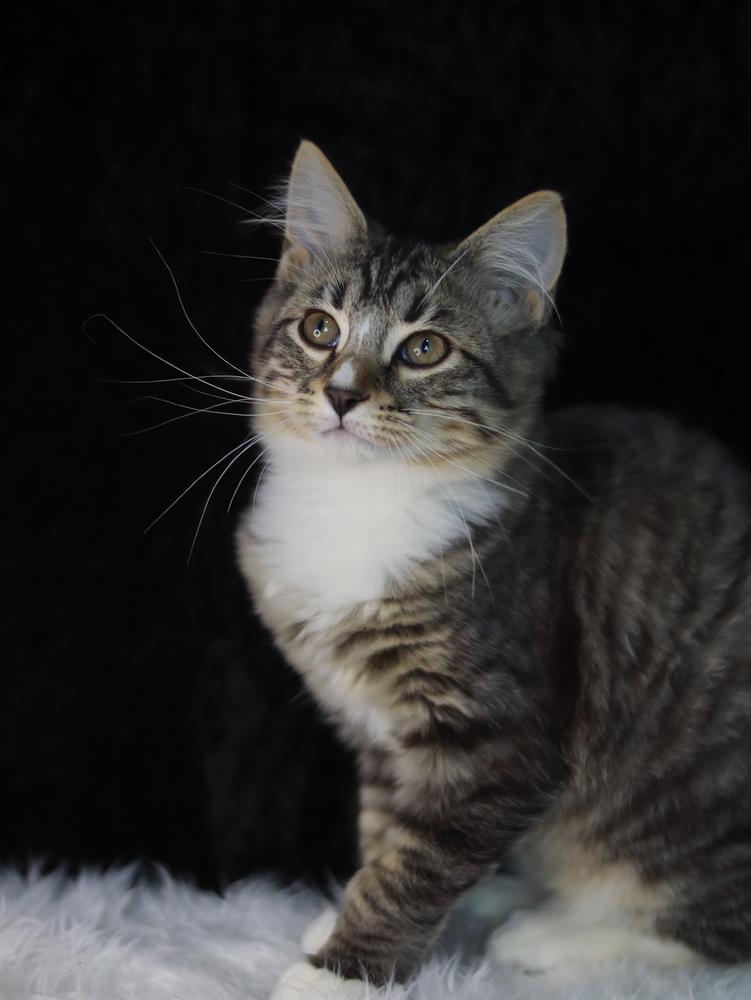 Enlarge Jack Jack, a Adoptable Domestic Medium Hair in Lewisburg, TN image 1/1