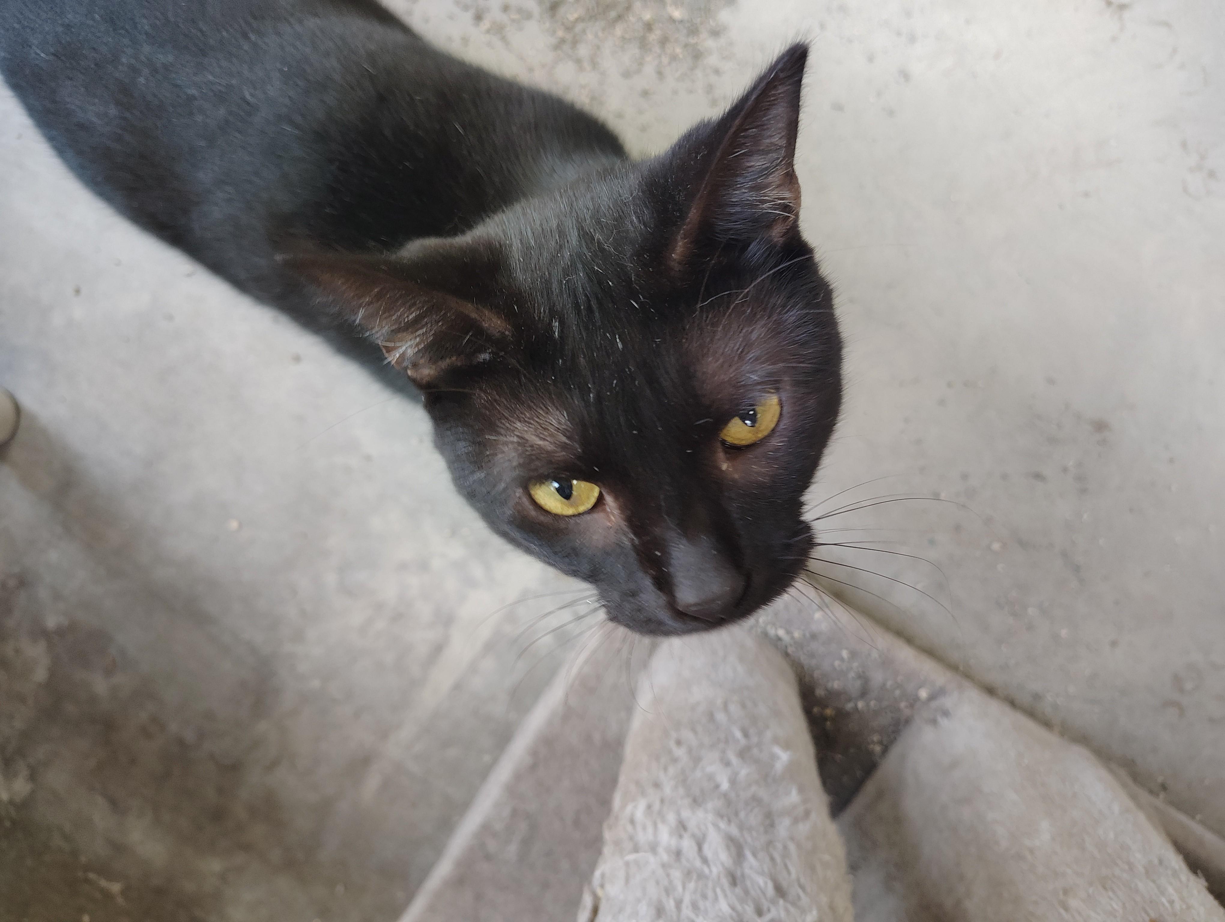 Enlarge Chase FCC#, a Adoptable Domestic Short Hair in Barnwell, SC image 1/1