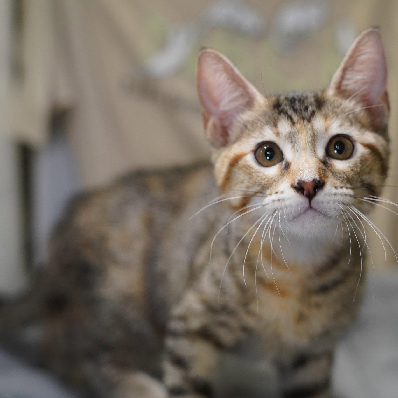 Enlarge Leeloo, a Adoptable mixed breed in Garland, TX image 1/3
