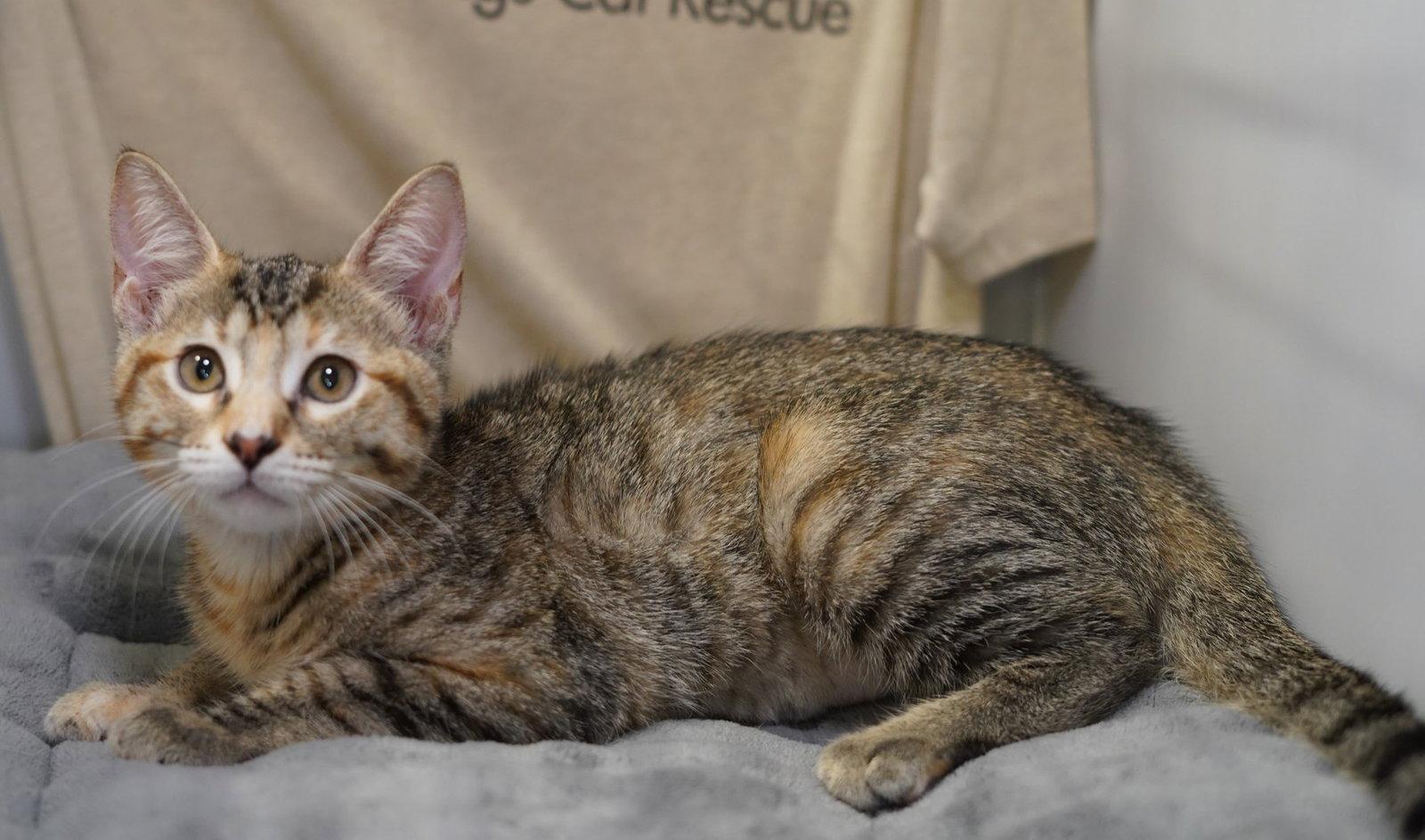 Enlarge Leeloo, a Adoptable mixed breed in Garland, TX image 2/3