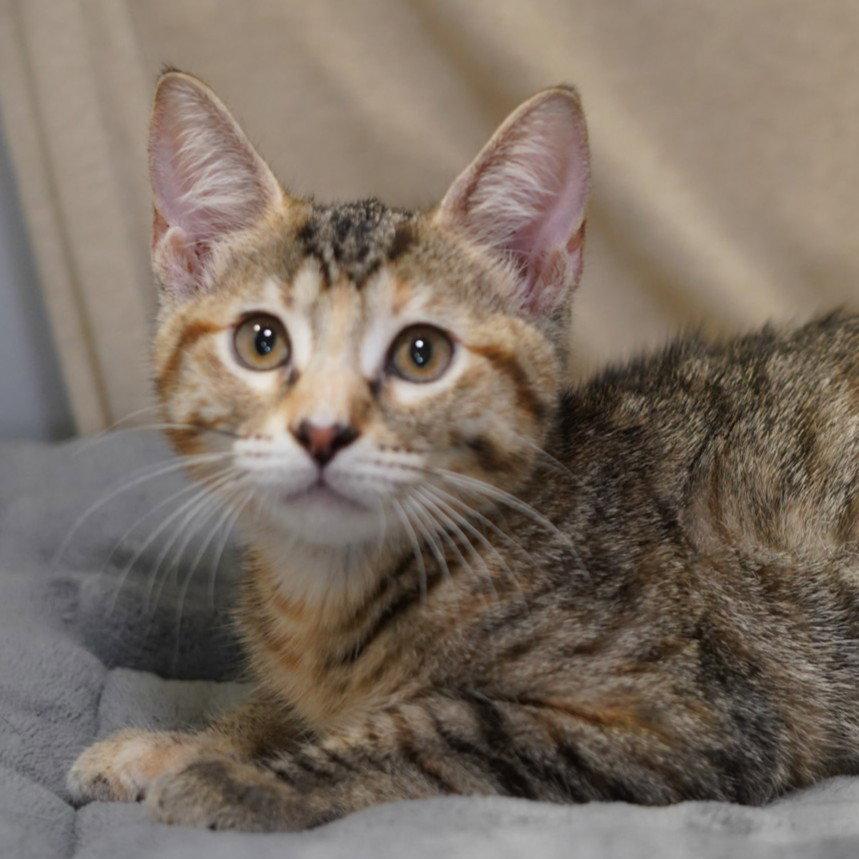 Enlarge Leeloo, a Adoptable mixed breed in Garland, TX image 3/3