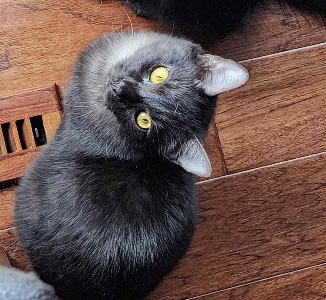 Enlarge Lilith, a Adopted mixed breed in Blaine, MN image 2/2