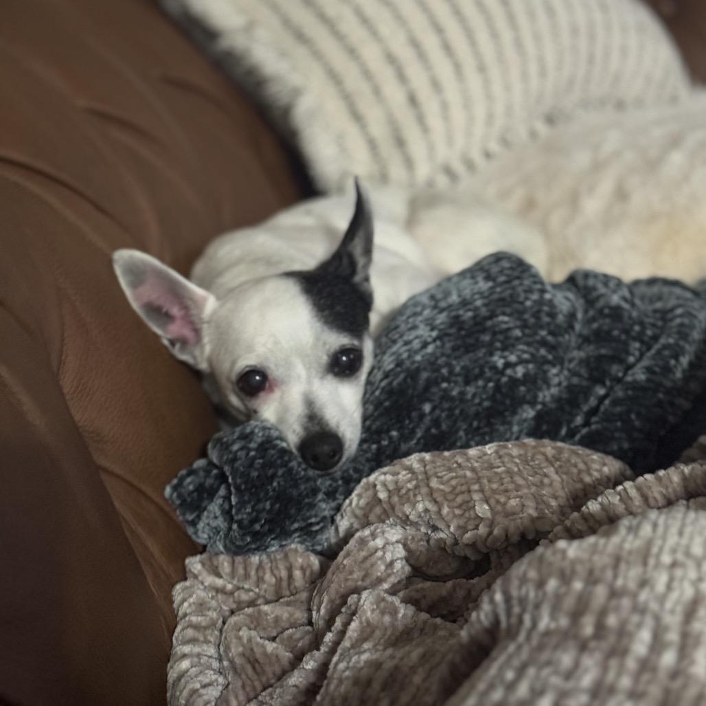 Godiva, Adoptable, Adult Female Chihuahua.