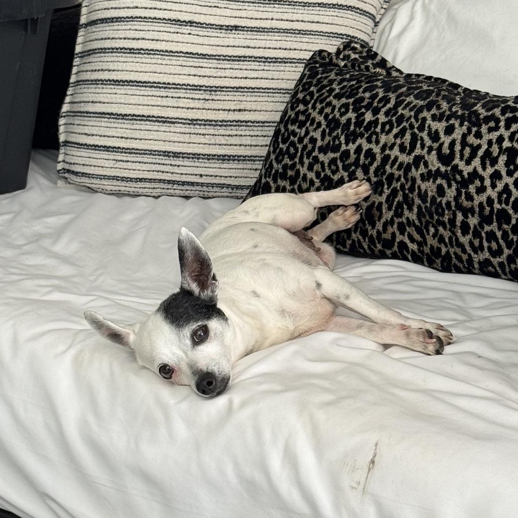 Godiva, a Adoptable Chihuahua in Katy, TX image 2/4