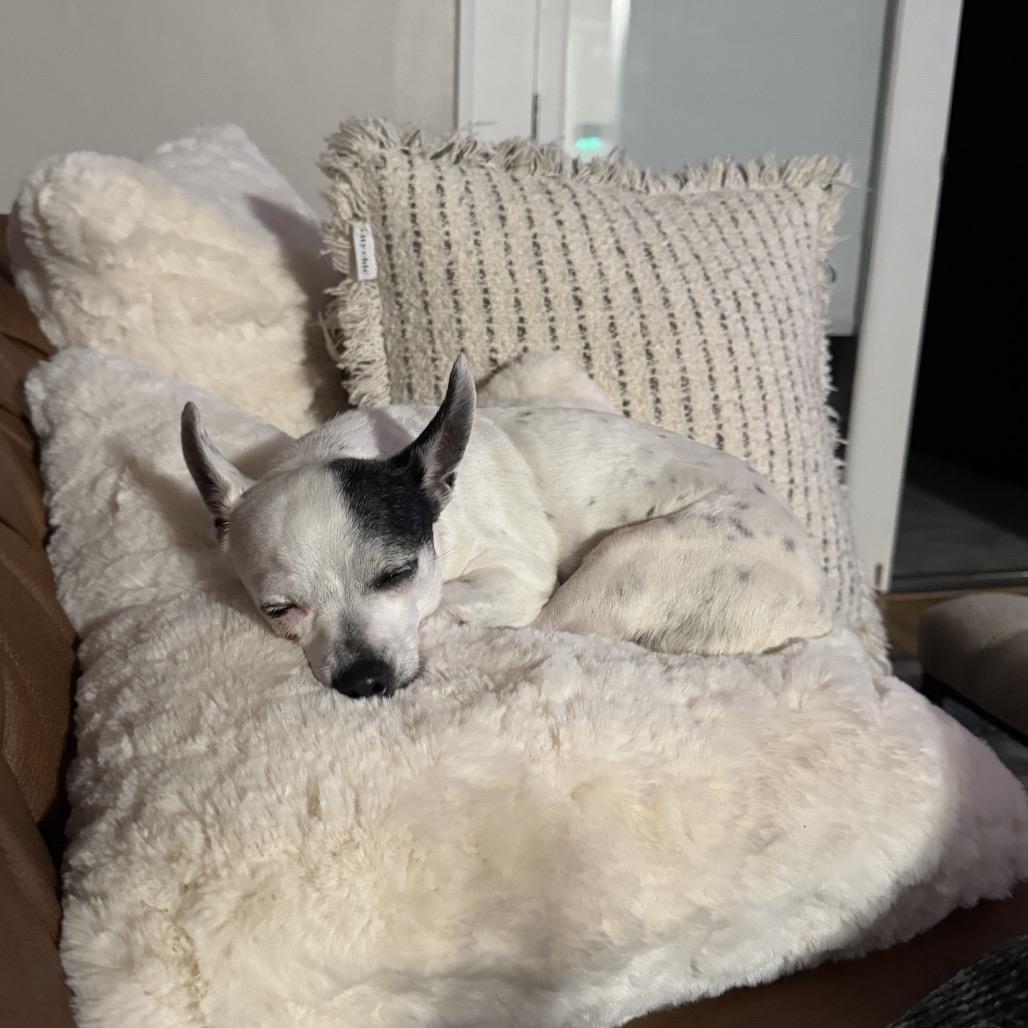 Godiva, a Adoptable Chihuahua in Katy, TX image 3/4