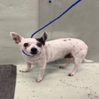 Godiva, a Adoptable Chihuahua in Katy, TX image 4/4