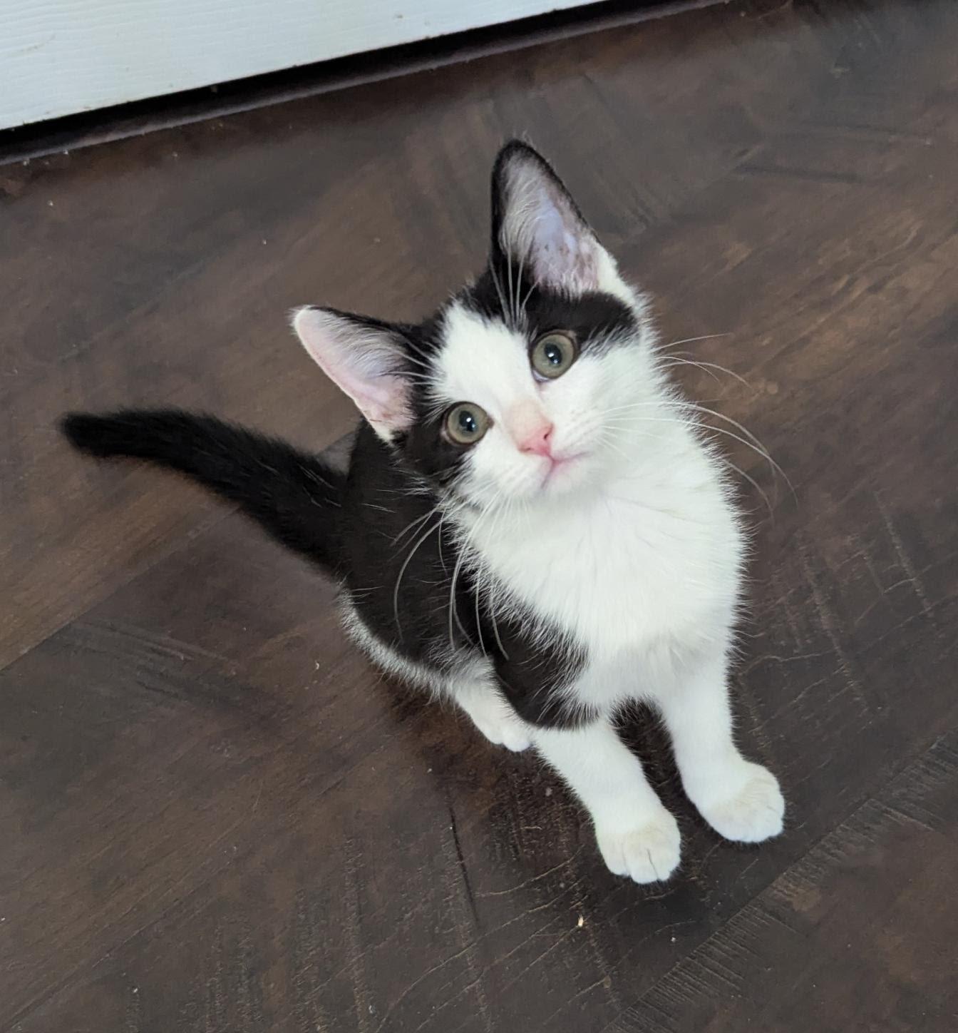 Clark, a Adoptable mixed breed in Knoxville, TN image 2/3