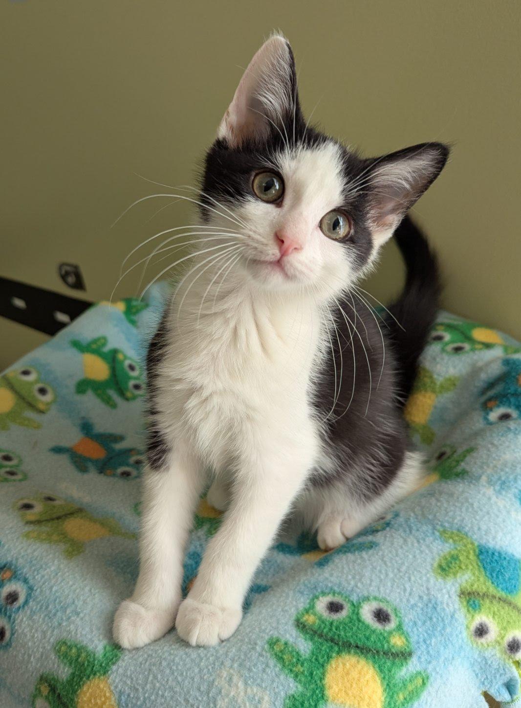 Clark, a Adoptable mixed breed in Knoxville, TN image 3/3