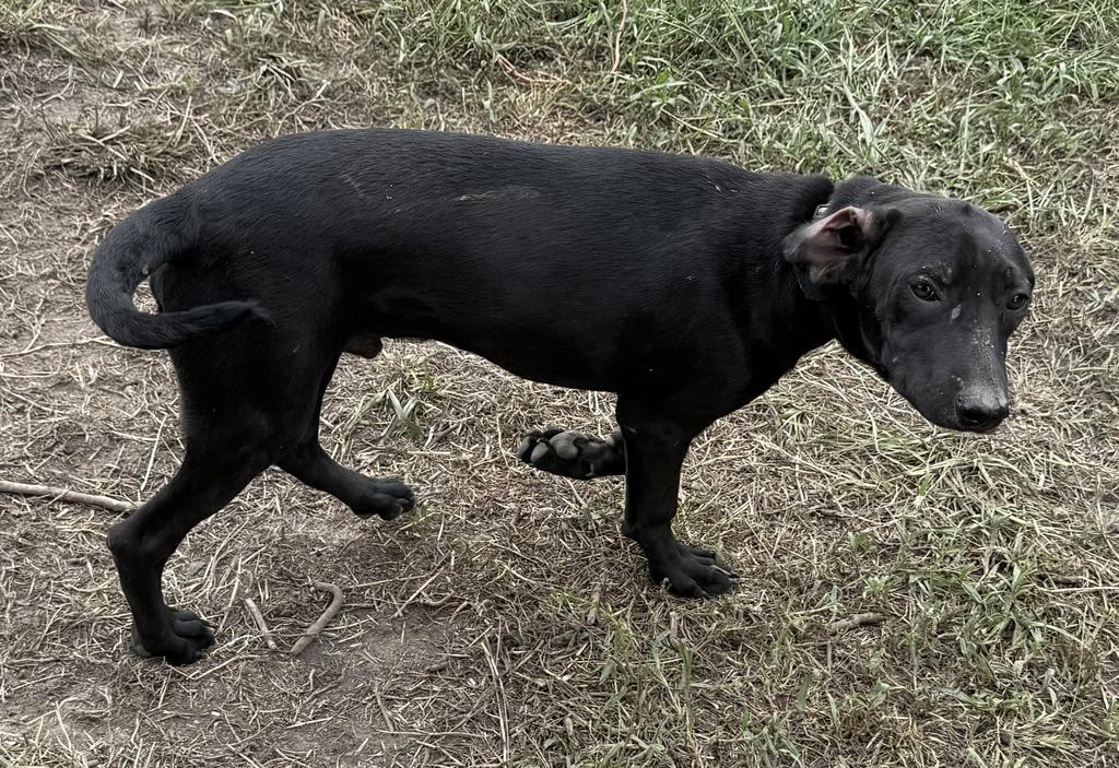 Jerry, Adoptable, Puppy Male Mixed Breed.