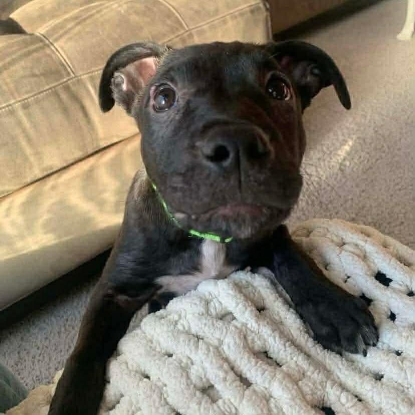 Enlarge Coco, an adoption pending mixed breed in Winnipeg, MB image 4/6