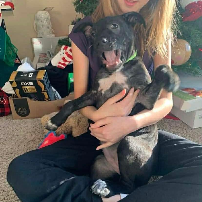Enlarge Coco, an adoption pending mixed breed in Winnipeg, MB image 6/6
