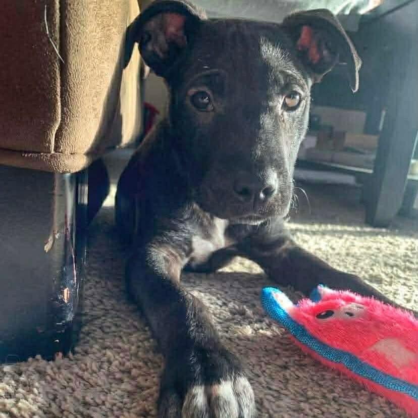 Enlarge Coco, an adoption pending mixed breed in Winnipeg, MB image 3/6