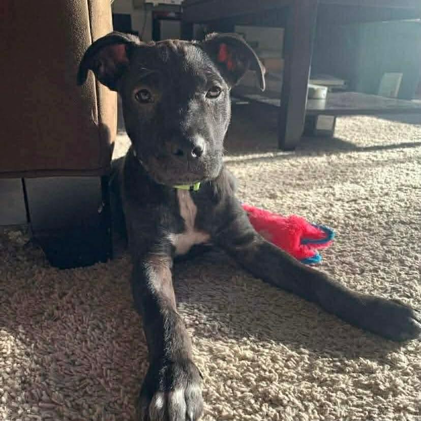 Enlarge Coco, an adoption pending mixed breed in Winnipeg, MB image 2/6