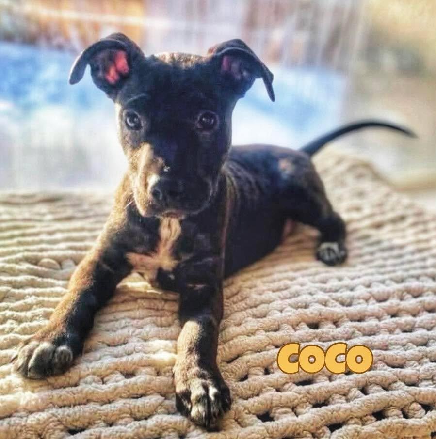 Enlarge Coco, an adoption pending mixed breed in Winnipeg, MB image 1/6