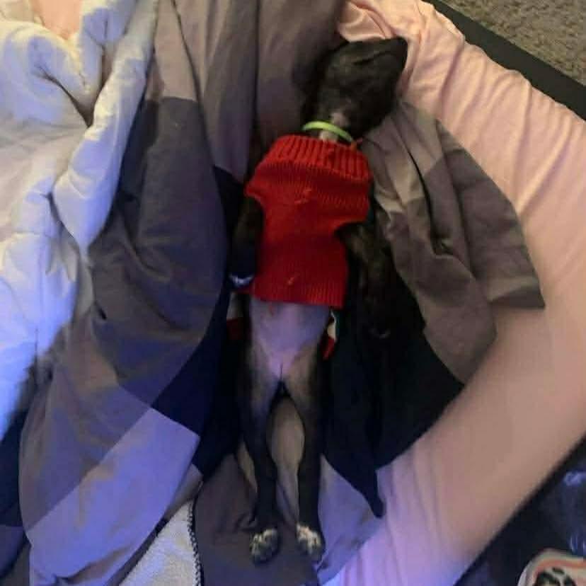 Enlarge Coco, an adoption pending mixed breed in Winnipeg, MB image 5/6