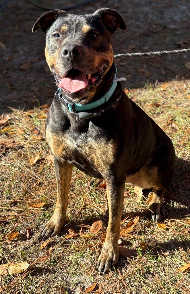 Enlarge Roxy, a Adoptable mixed breed in Springfield, GA image 1/1