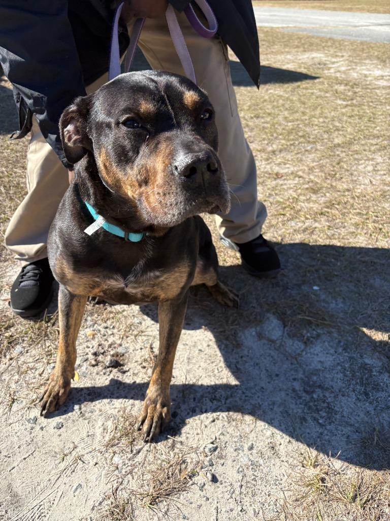 Roxy 2, Adoptable, Young Female Terrier.