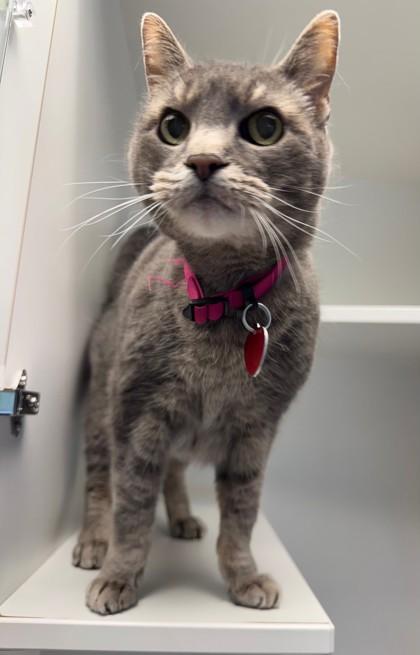 Bella, Adoptable, Senior Female Domestic Short Hair.