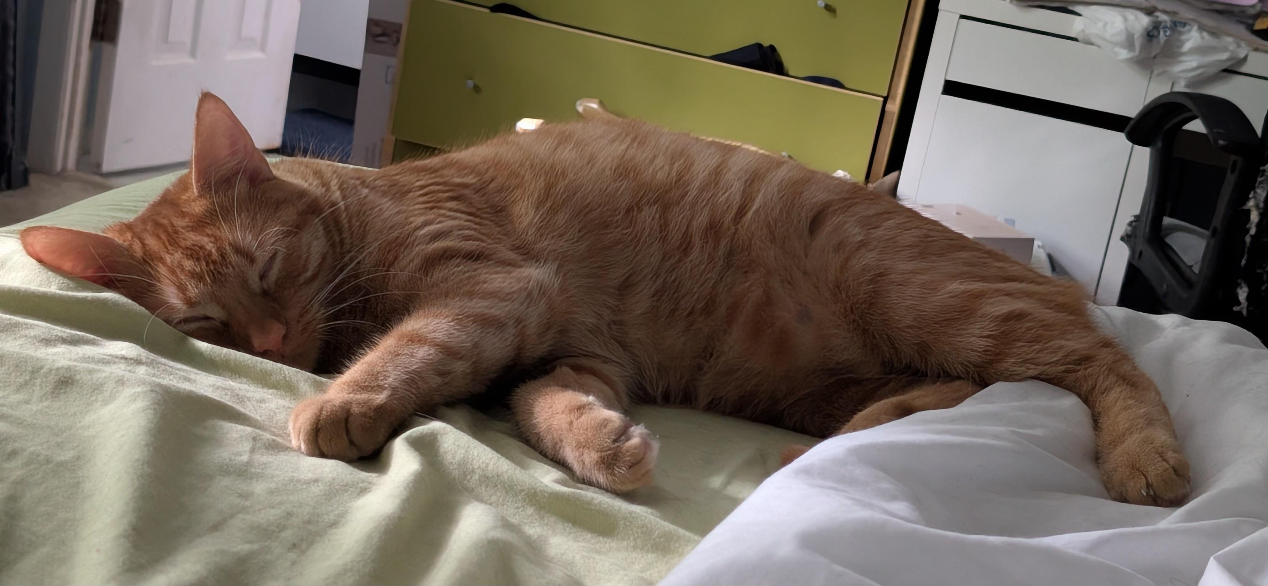 Enlarge OLLIE, a ADOPTABLE Tabby in Churchville, PA image 3/4