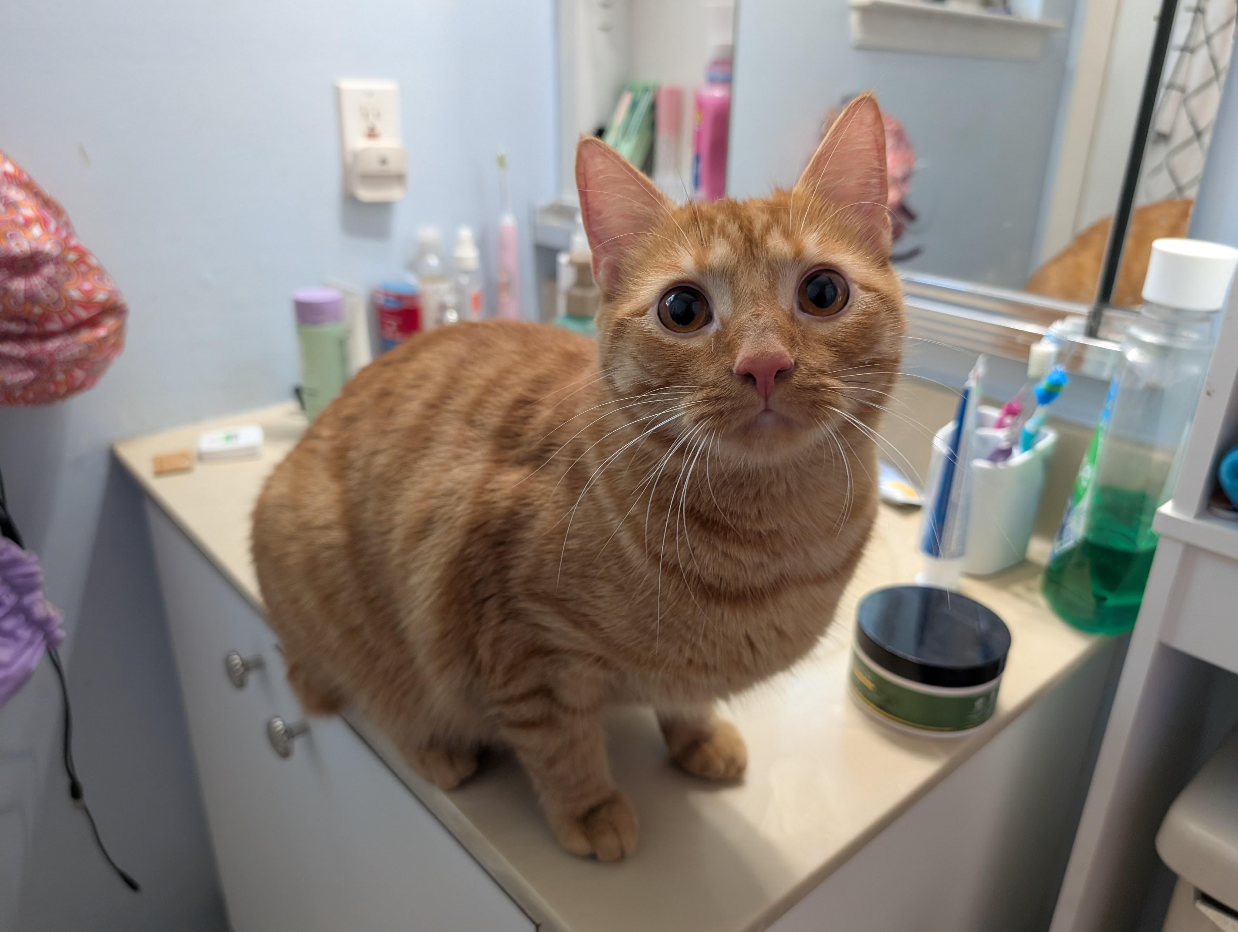 Enlarge OLLIE, a ADOPTABLE Tabby in Churchville, PA image 2/4