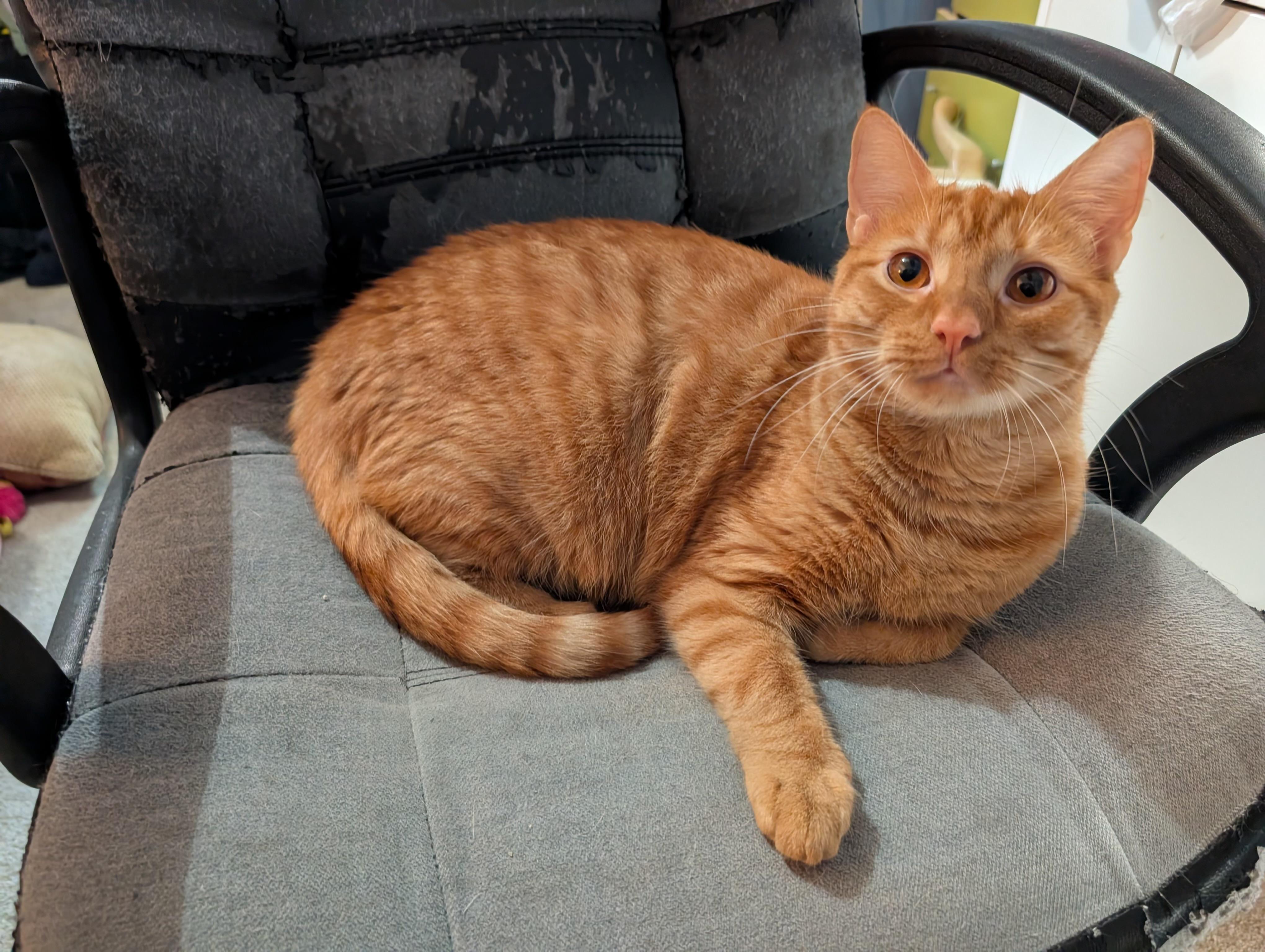 Enlarge OLLIE, a ADOPTABLE Tabby in Churchville, PA image 1/4